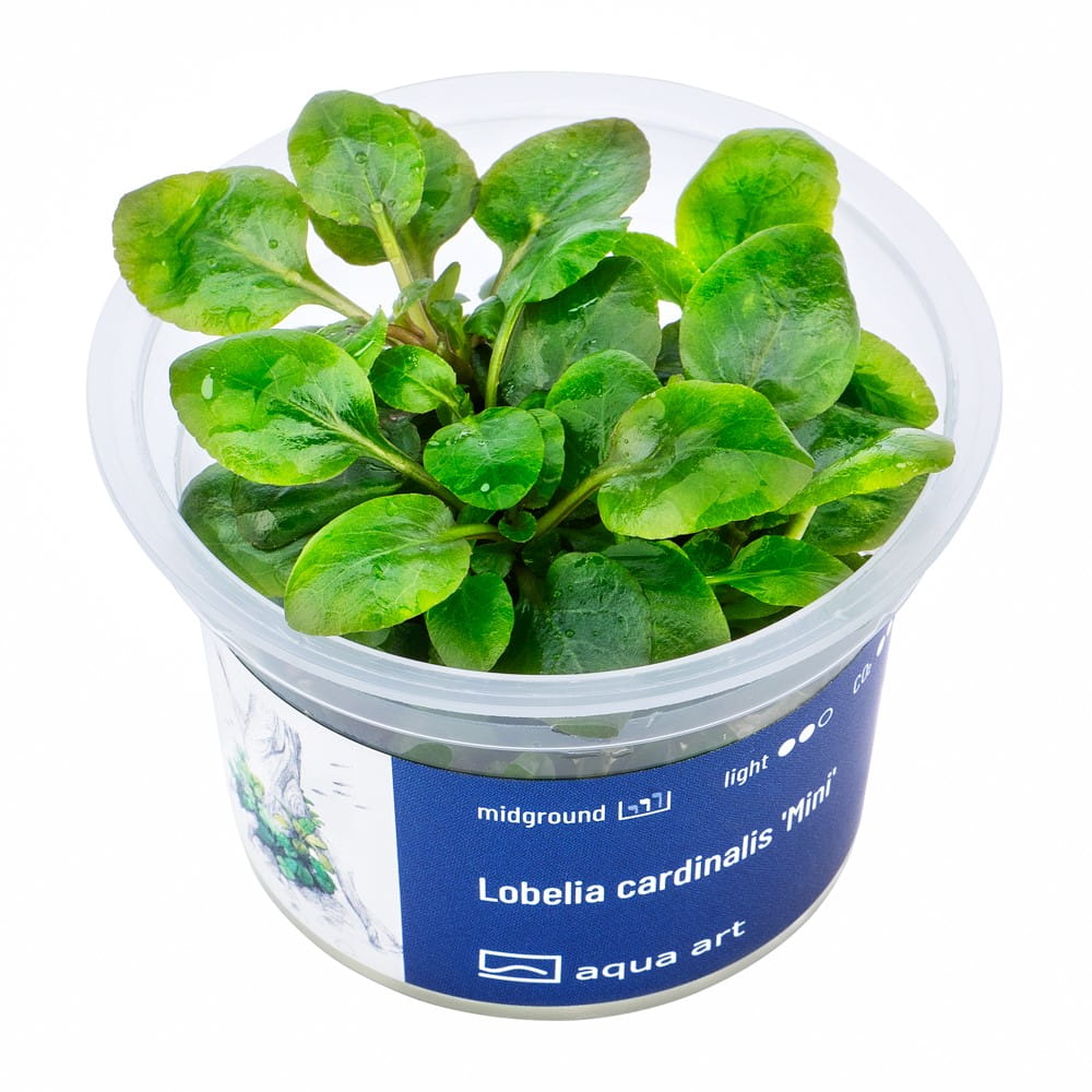 Lobelia cardinalis ’Mini’ Roślina In Vitro Kubek 6cm.jpg